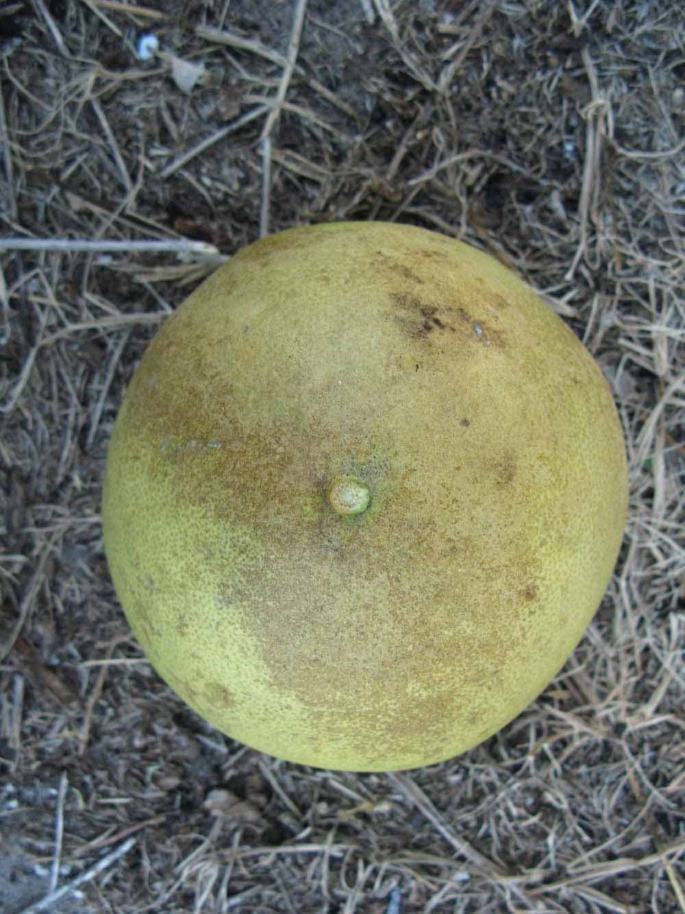              Fruit (Winter Haven, FL)       